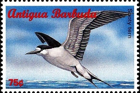 Petrea (Petrea volubilis)