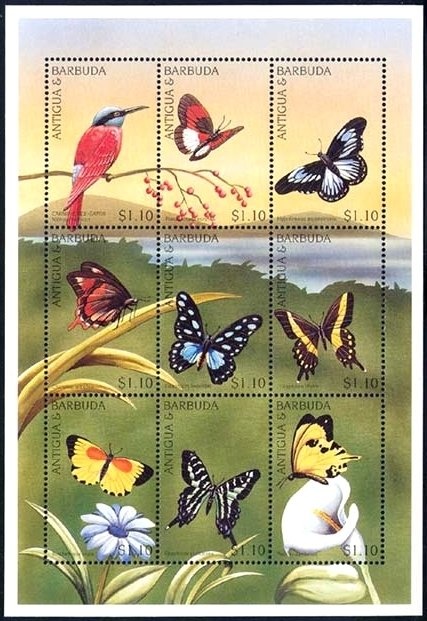 Air Plant (Kalanchoe pinnata)