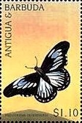 Stareyed Hermit Crab (Dardanus venosus)