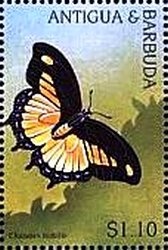 Bahama Pintail (Anas bahamensis)