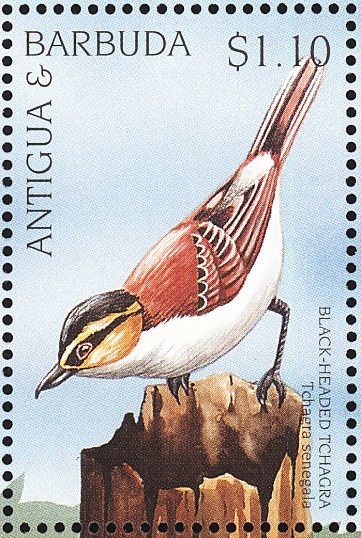 Ghost Brimstone (Anteos clorind)