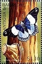 Magnificent Banded Fanworm (Sabellastarte magnifica)