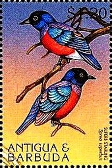 "Jacomo de Cachiopin"