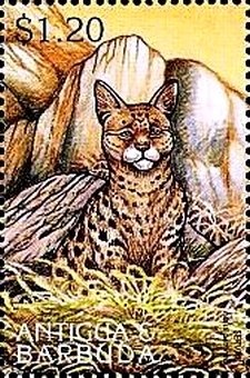 African Wild Dog (Lycaon pictus)