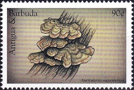 Family and Camp Fire