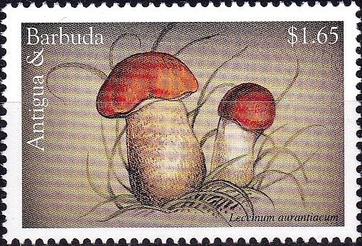 Blue-striped Grunt (Haemulon sciurus)