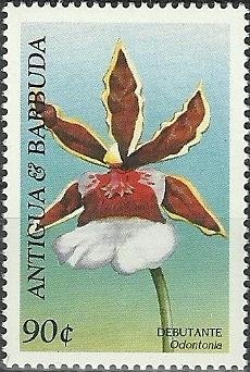 Belted Kingfisher (Ceryle alcyon)