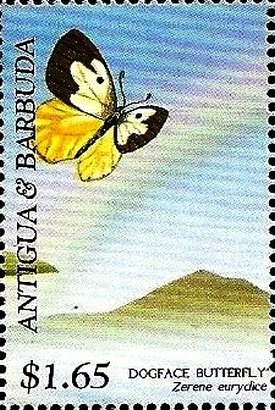 Sunflower (Helianthus anuus)