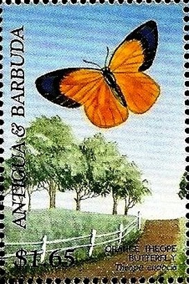 Bactrian camel (Camelus bactrianus)