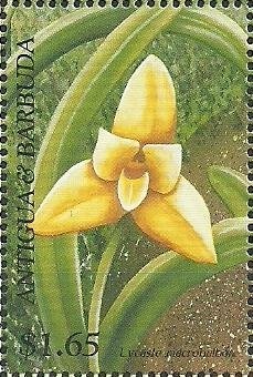 The People's Church, Barbuda