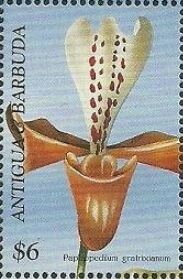 Neon Goby (Gobiosoma oceanops)