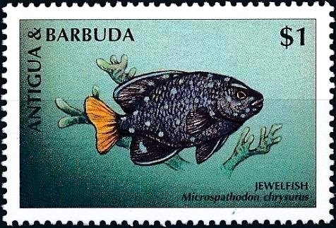 White Kitten with Balck-tipped Tail