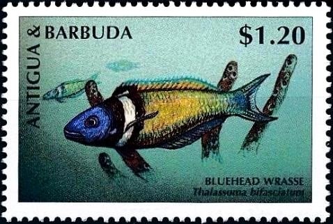 Black-tipped Diadem (Hypolimnas monteironis)