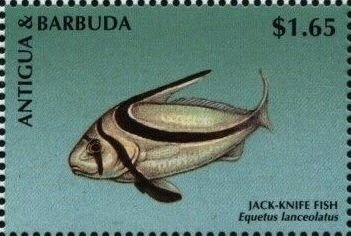 Dendrobium victoriae-reginae