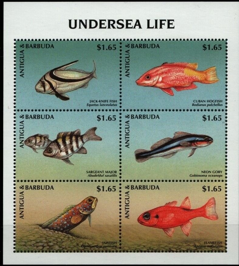 Sumatran Rhinoceros (Dicerorhinus sumatrensis)