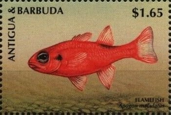 Giant Forest Squirrel (Protoxerus stangeri)