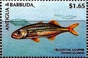 Cherry Blossoms (Prunus serrulata)