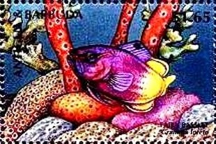 Tiger Mimic White (Dismorphia amphione)