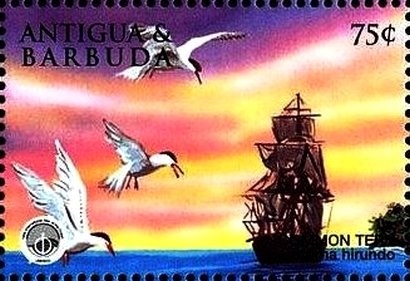 Blue Cap (Leptonia caeruleocapitata)