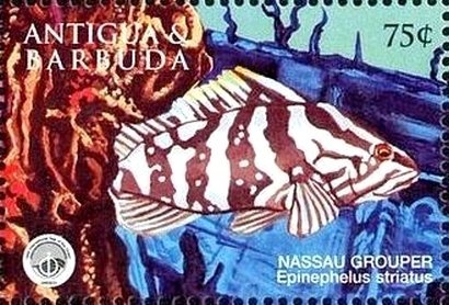 Caribbean Elaenia (Elaenia martinica)