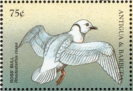 Purple Sea Fan (Gorgonia ventalina)