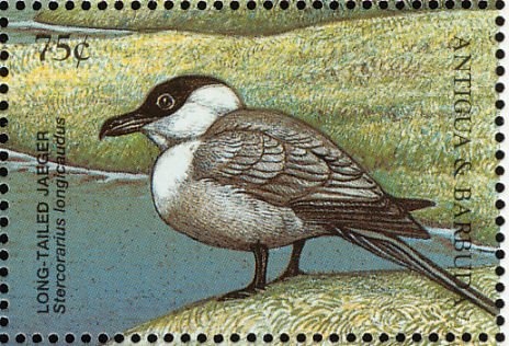 Mexicoa ghiesbreghtiana