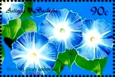 Emerald Crab (Mithrax sculptus)