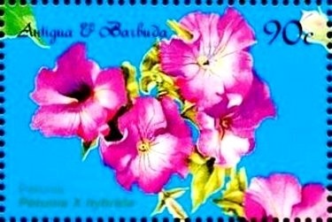 Variable Cracker (Hamadryas feronia)