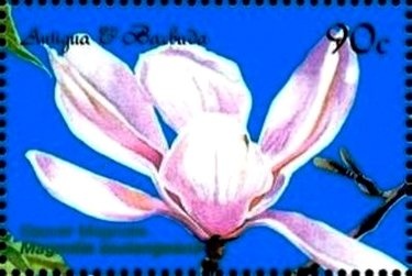 Chinese Lunar Calendar