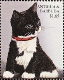 Porthos Untailed Charaxes (Charaxes porthos)