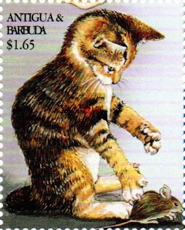 Maltese Dog (Canis lupus familiaris)