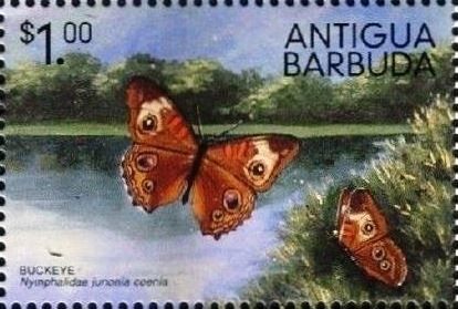 Wonderful Butterflies of Antigua