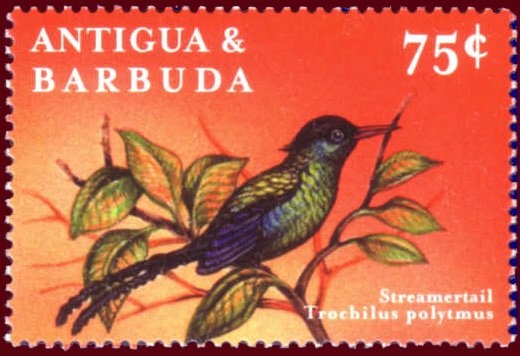 Masdevallia coccinea