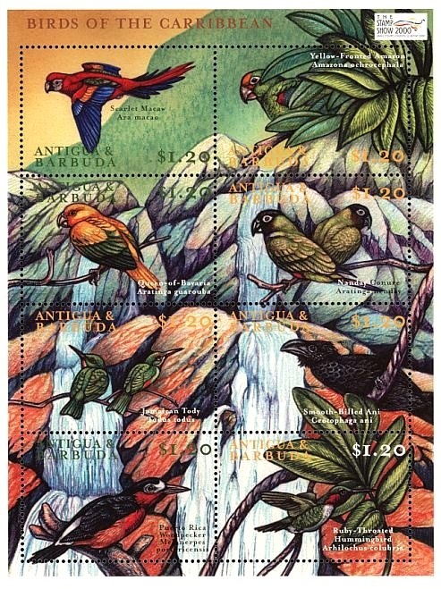 Ducks of Antigua & Barbuda