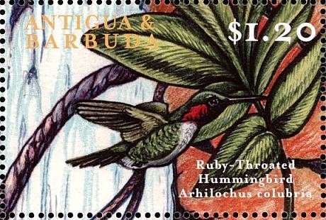 False Androgeus Swallowtail Butterfly (Papilio thersites)