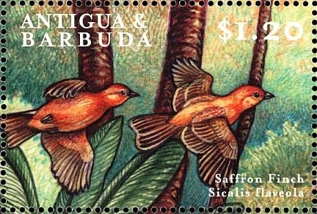 Marigolds (Tagetes patula)