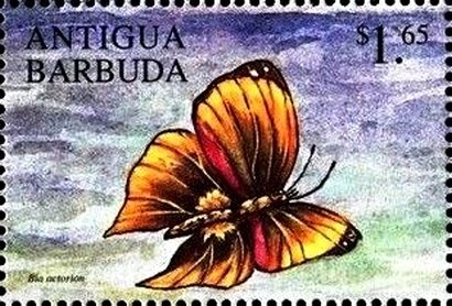 Royal Boletus (Boletus edulis)