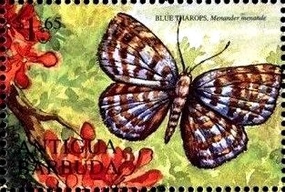 Black-headed Tchagra (Tchagra senegala)