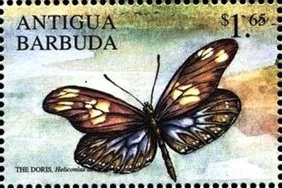 Stinky Leafwing (Historis odius)