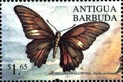 Black-capped petrel (Pterodroma hasitata)