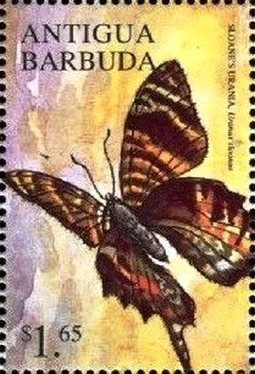 Leopard (Panthera pardus)