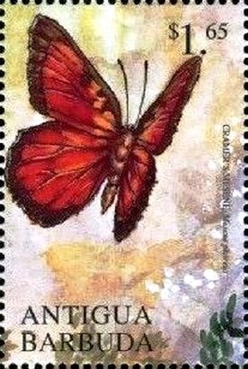 Yellowtail Snapper (Ocyurus chrysurus)