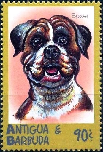 Florida White (Appisa drusilla)