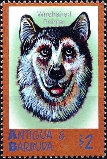 French Angelfish (Pomocanthus paru)