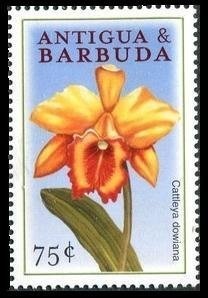 Yellow Parasol (Lactarius necator)