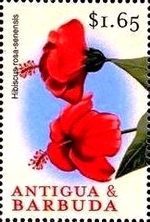 Pilgrim Holiness Church