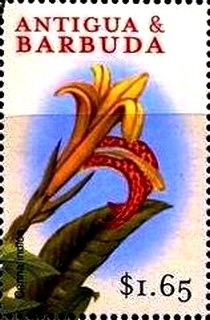 Members with 8th Antigua Company Flag