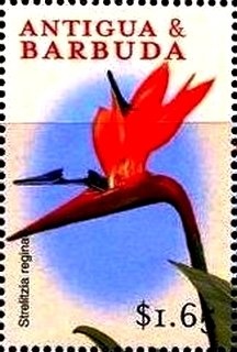 Leewards Islands Leaders Training Camp