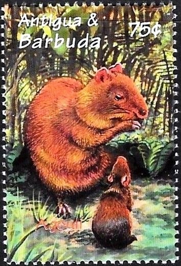 "Madonna" (Correggio)