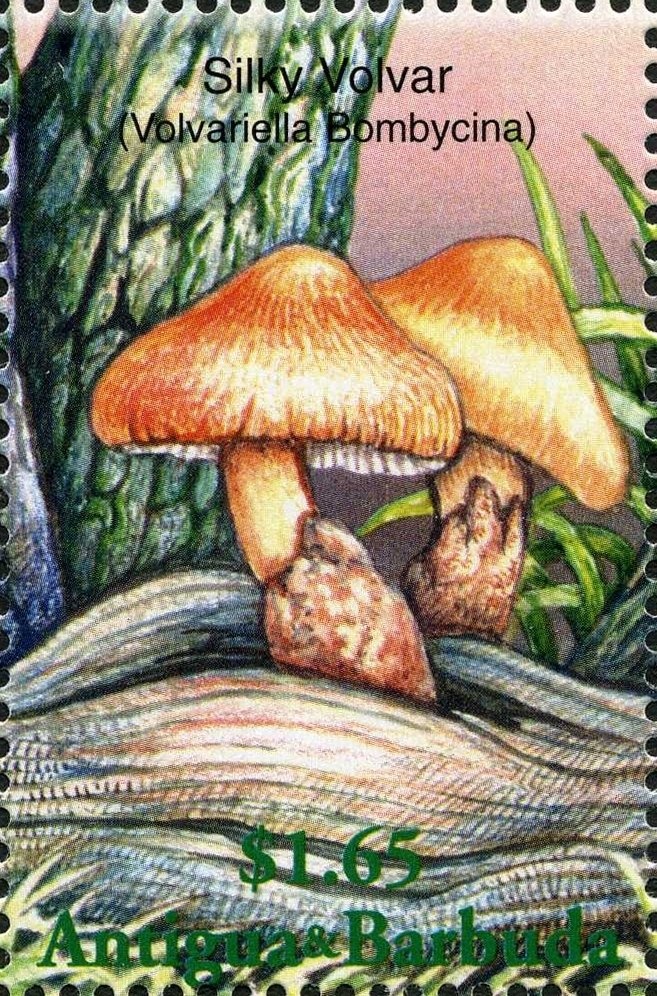 50th Anniversary of United Nations